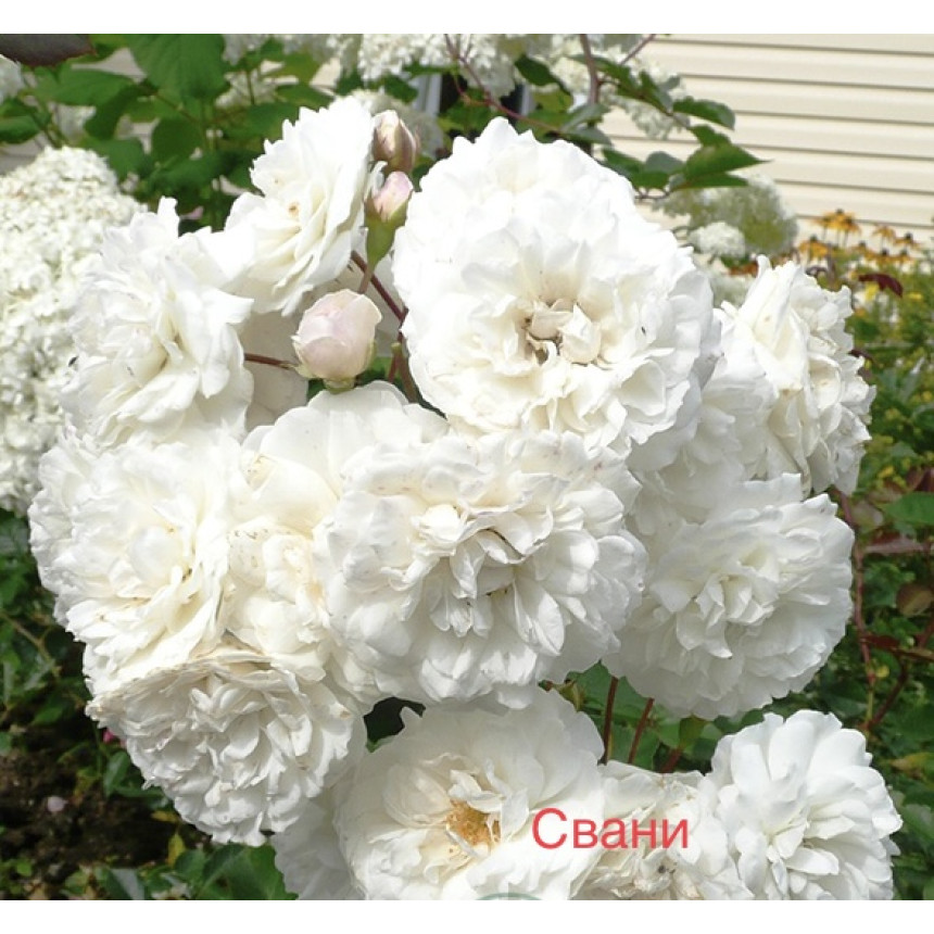Саджанці троянд Свані (грунтопокривна)