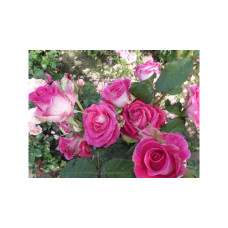 Троянда "Ранок Парижу" (рожева бокальна з білою сорочкою) середній саджанець