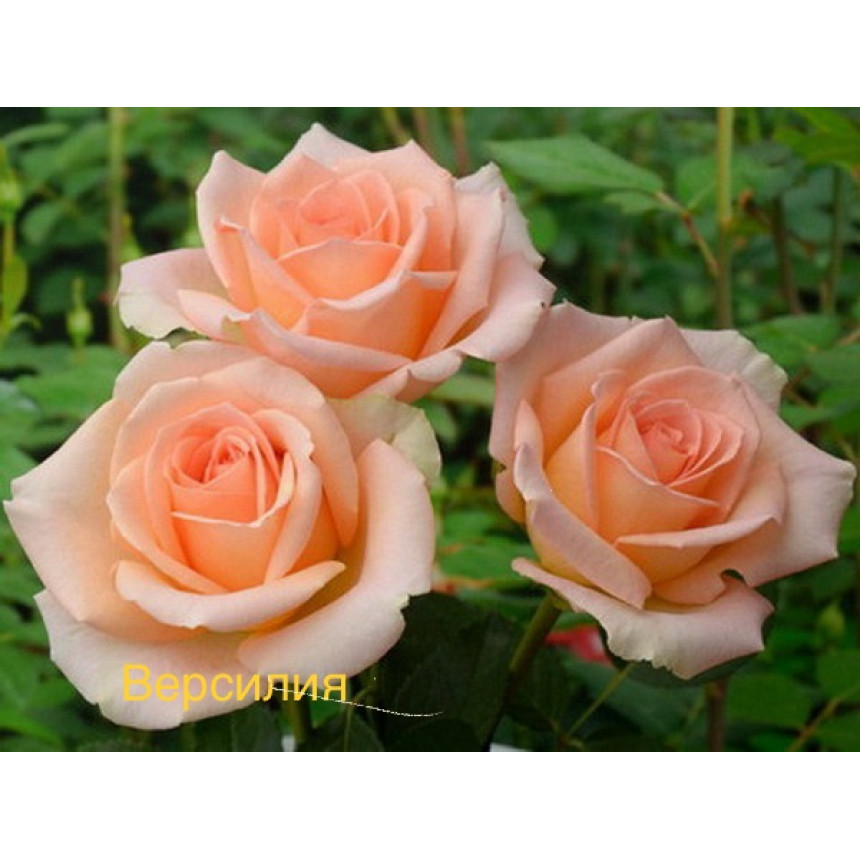 Саджанці Троянд Версілія (чайно-гібридна)