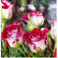 Саджанці троянд Рубі Стар (спрей)