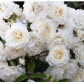 Саджанці троянд Сноу Балет (грунтопокривна)