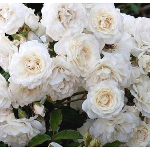 Саджанці троянд Сноу Балет (грунтопокривна)