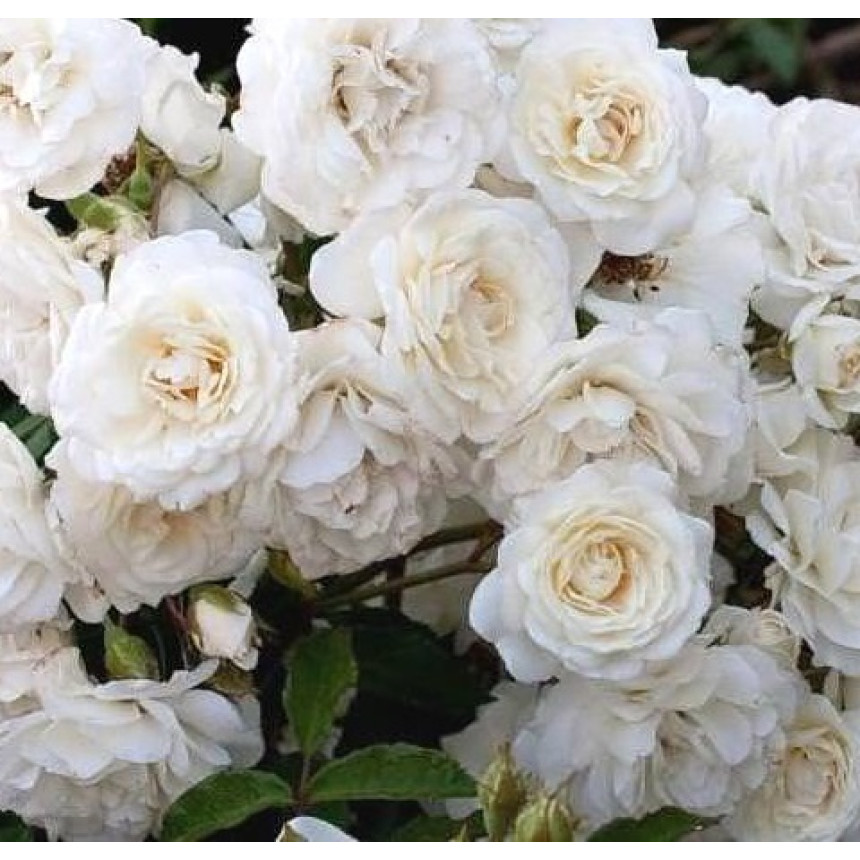 Саджанці троянд Сноу Балет (грунтопокривна)