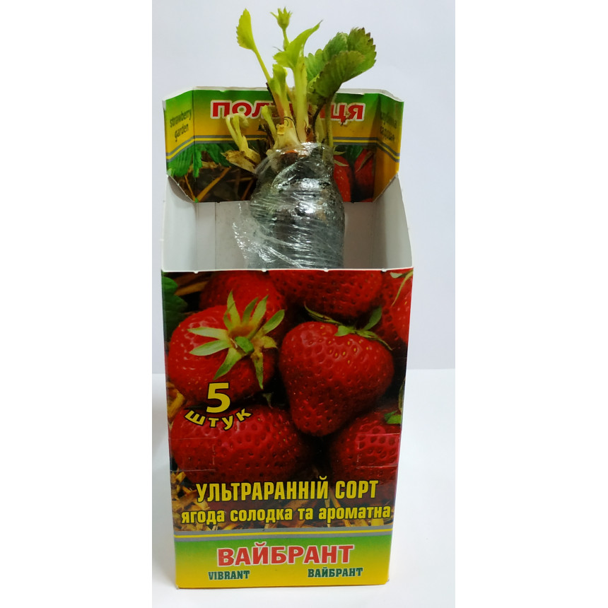 Саджанці полуниці Вайбрант, 5 шт.