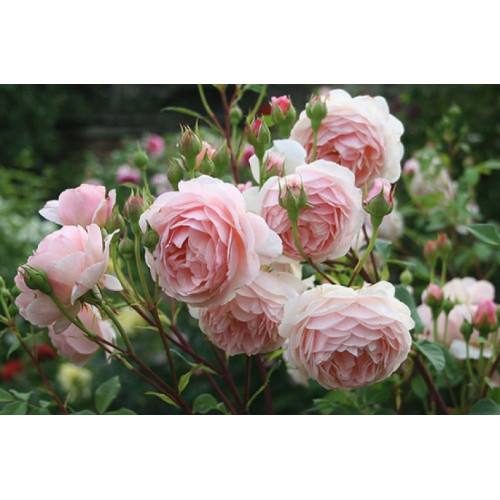 Саджанці троянд Вільям Моріс (англійська)