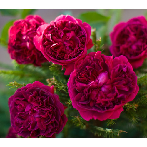 Саджанці троянд Вільям Шекспір (англійська)