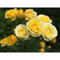 Саджанці троянд Єллоу Бейбі (спрей)
