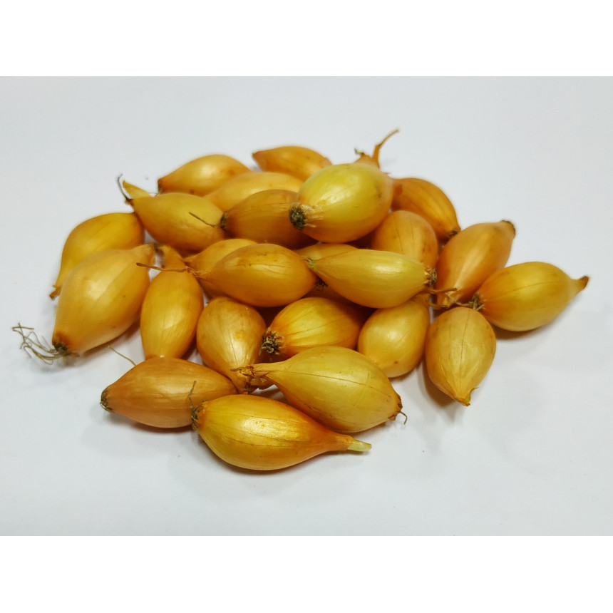 Цибуля-сіянка Центуріон (вагова цибуля) Голандія, 1 кг