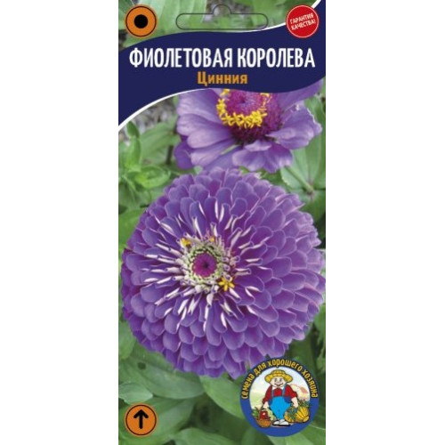 Ціннія Фіолетова Королева (майори)